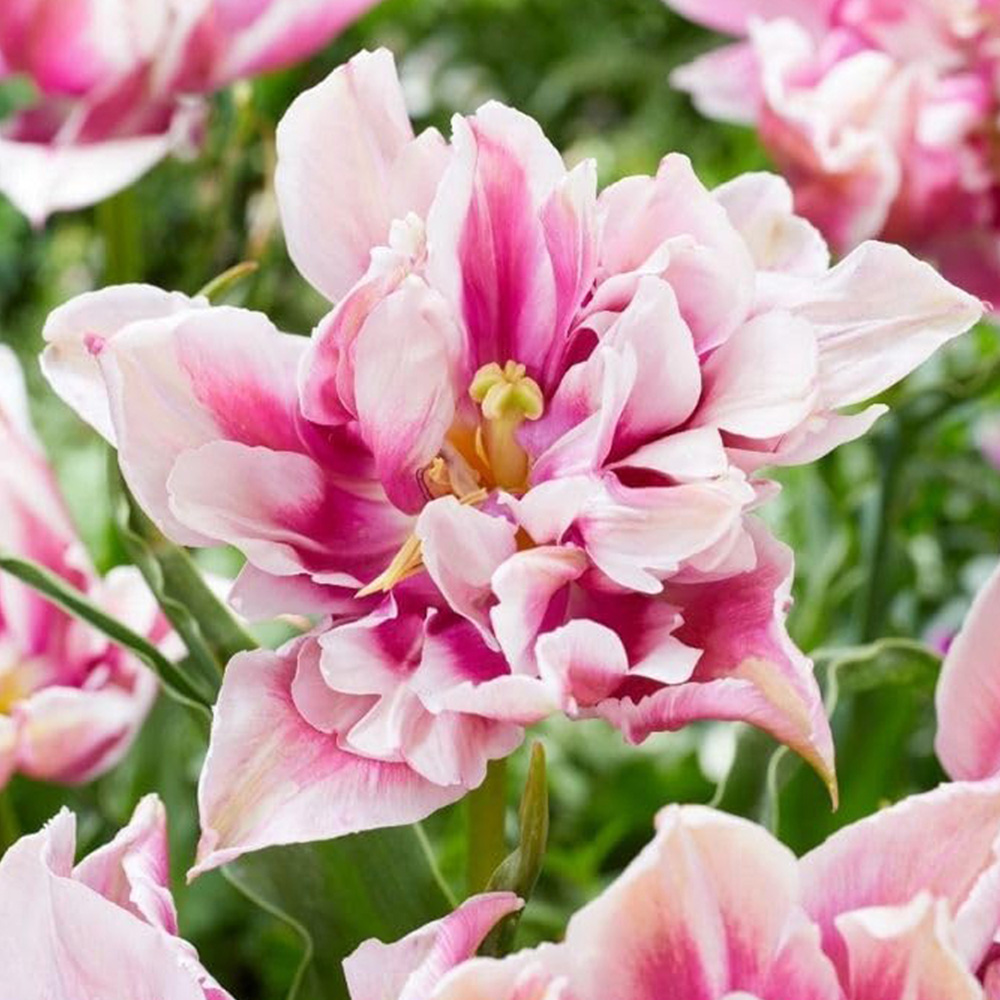Thompson and Morgan Tulip Ballade Exotic Bulbs 8 Pack Image