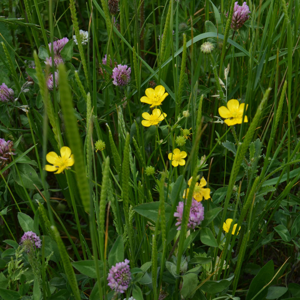 Harrowden Wildflower and Grass Meadowmat 20sqm Image 2