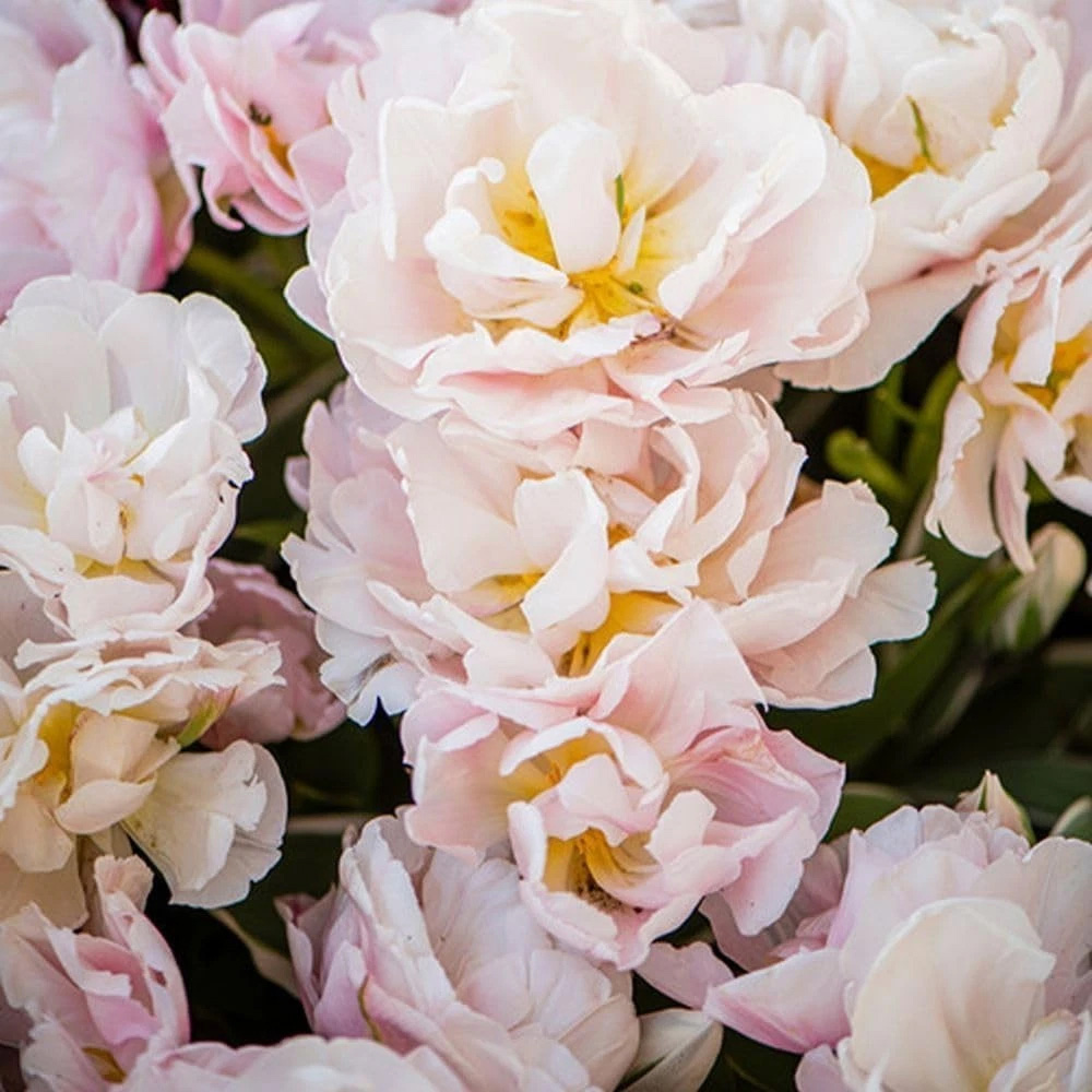 Thompson and Morgan Tulip Dreamer Blush Pink Planting Bulb 32 Pack Image 7
