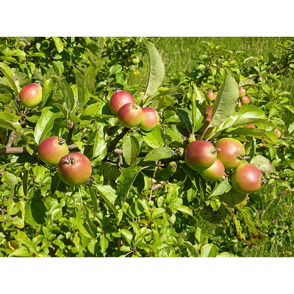 Inspirational Gifting Crab Apple Bare Root Hedge Plant Sapling 2-3ft 5 Pack Image 5