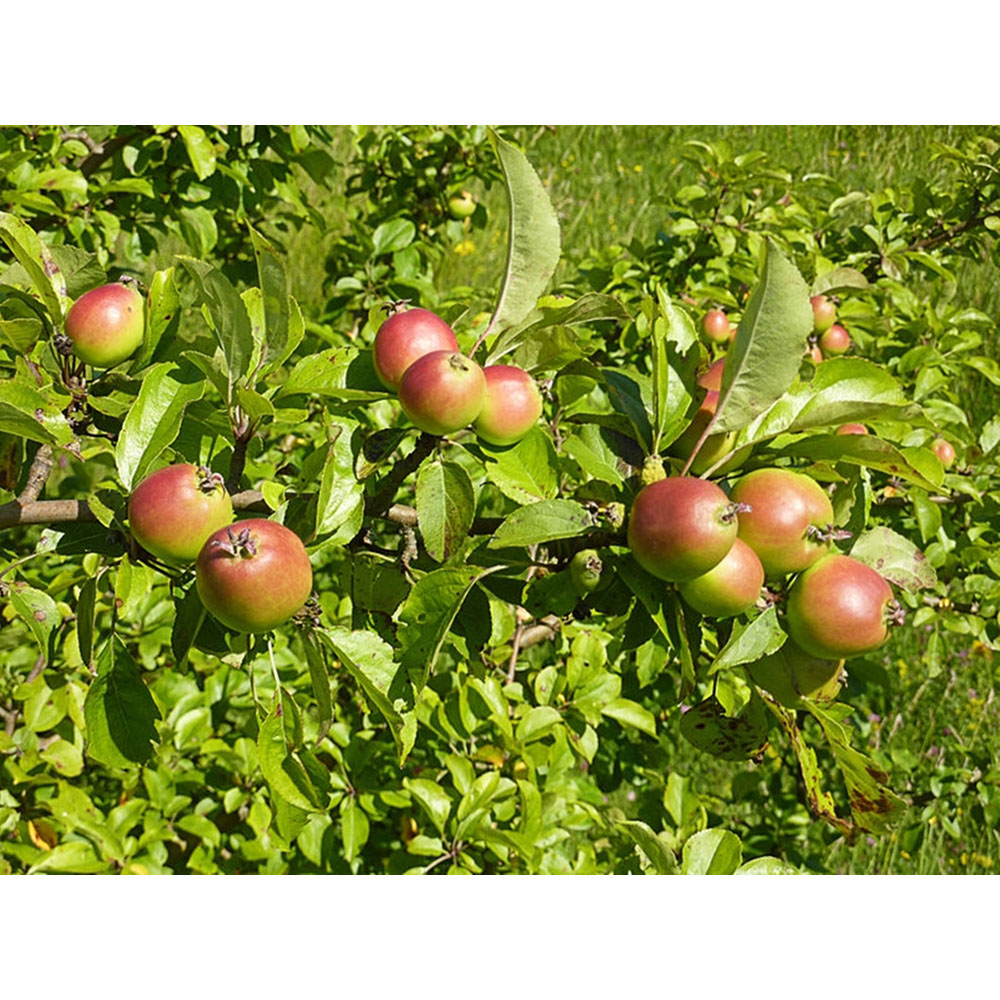 Inspirational Gifting Crab Apple Bare Root Hedge Plant Sapling 2-3ft 20 Pack Image 5