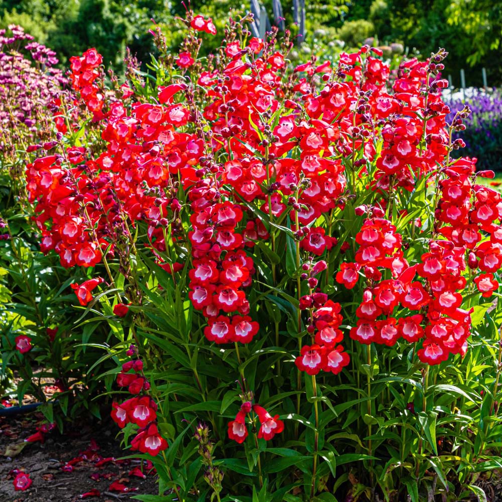 Thompson and Morgan Penstemon Sweet Cherry Jumbo Plant Plug 3 Pack Image 2