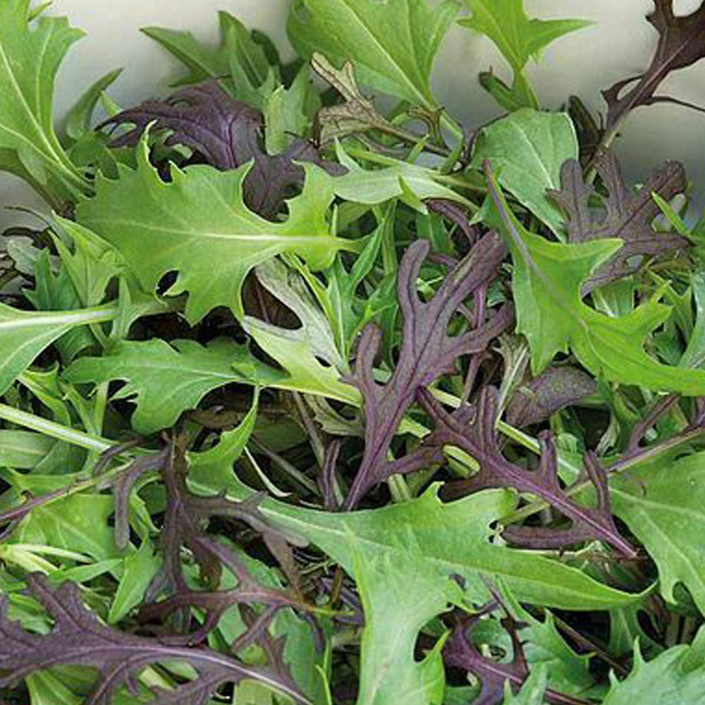 Thompson & Morgan Lettuce Four Colour Mizuna Mixed Seeds Image
