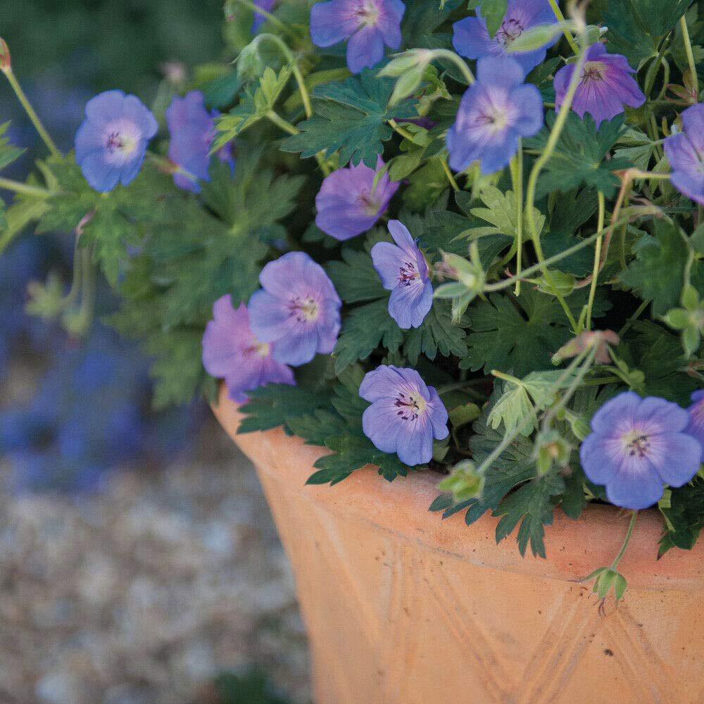 Thompson and Morgan Geranium Rozanne Jumbo Plug Plant 3 Pack Image 8