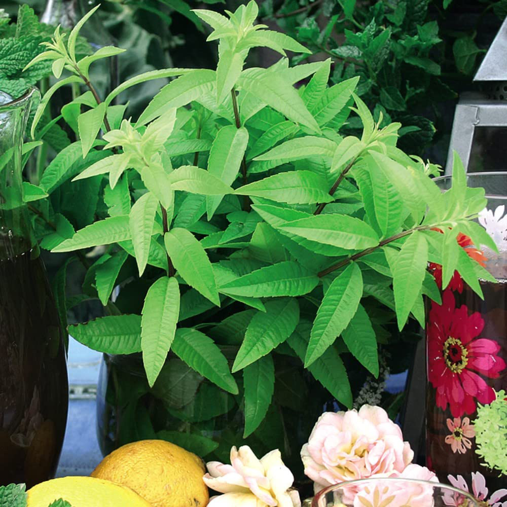 Thompson & Morgan Botanical Lemon Verbena Freshman Plug Plant 38mm 3 Pack Image