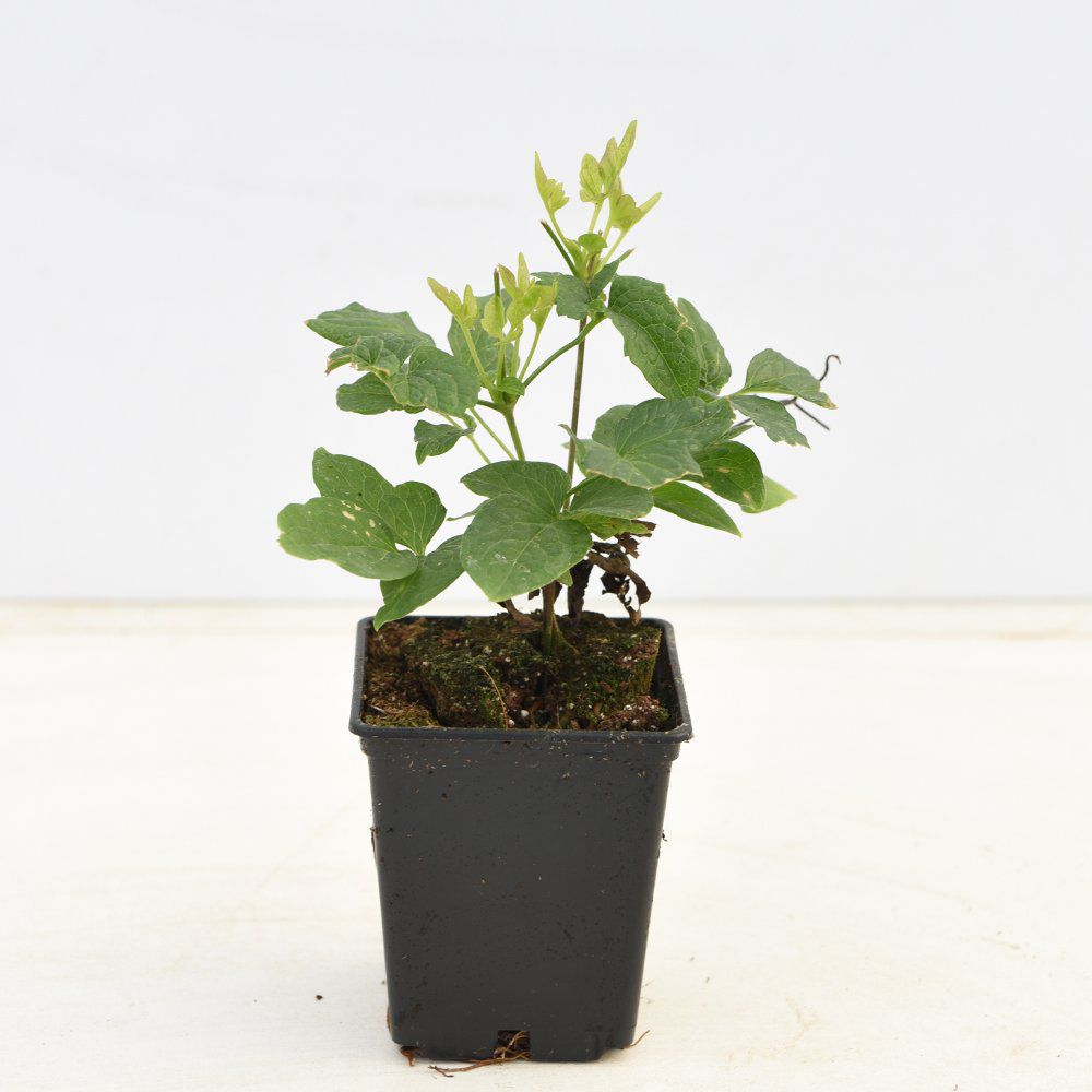 Thompson and Morgan Clematis Urophylla Winter Beauty Plant Pot 7cm Image 6