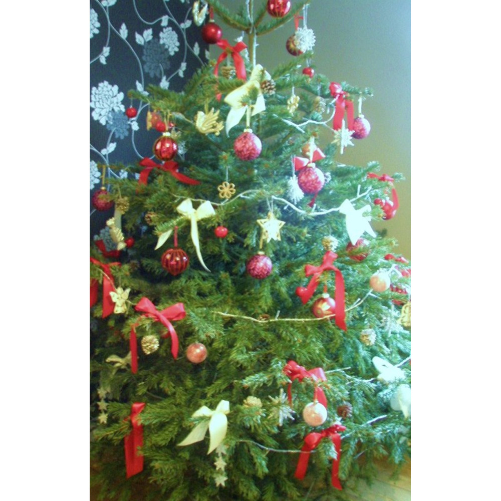 Inspirational Gifting Nordmann Christmas Tree Bare Root Plant Sapling 15-25cm 10 Pack Image 3