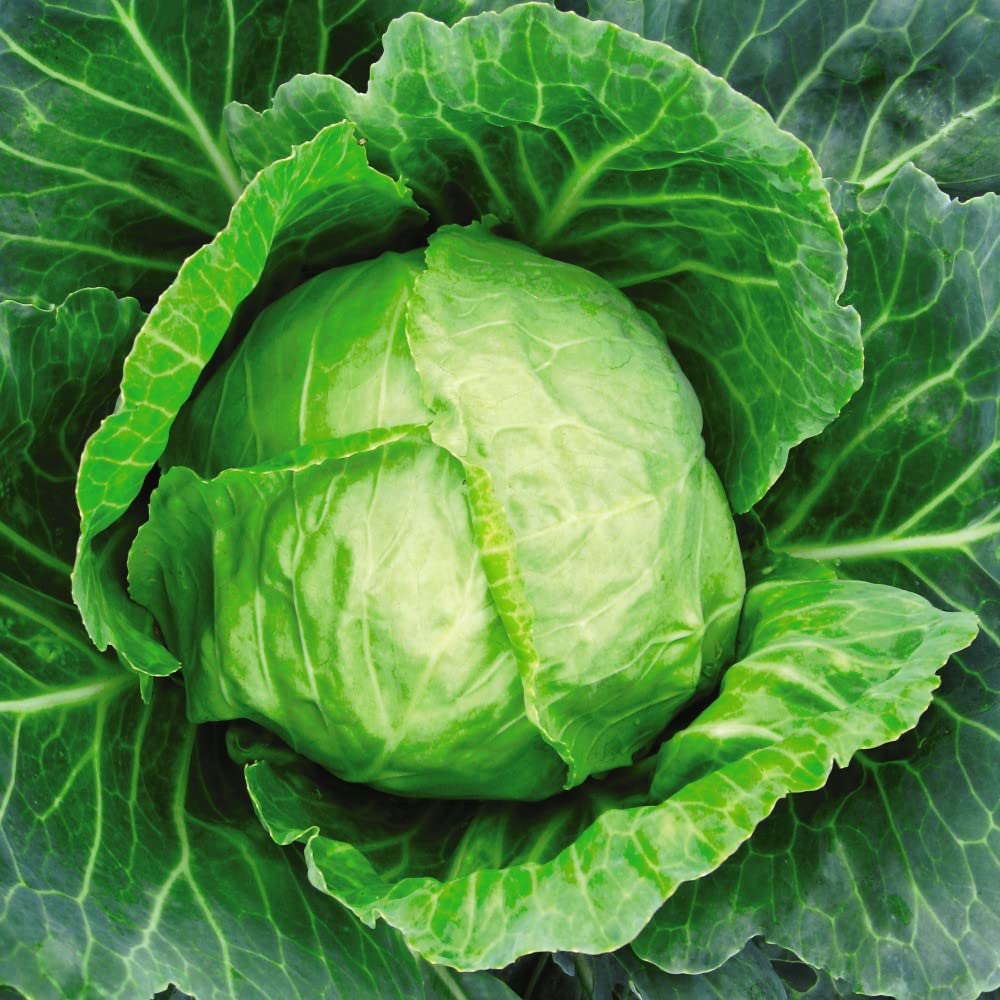 Thompson & Morgan Cabbage Primo 11 Seeds Image
