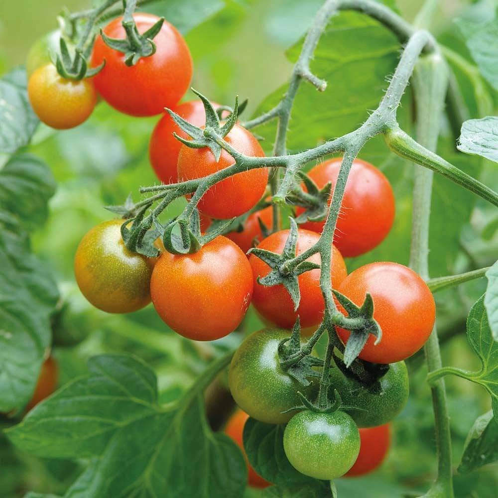 Thompson & Morgan Tomato Losetto F1 Hybrid Seeds Image 2