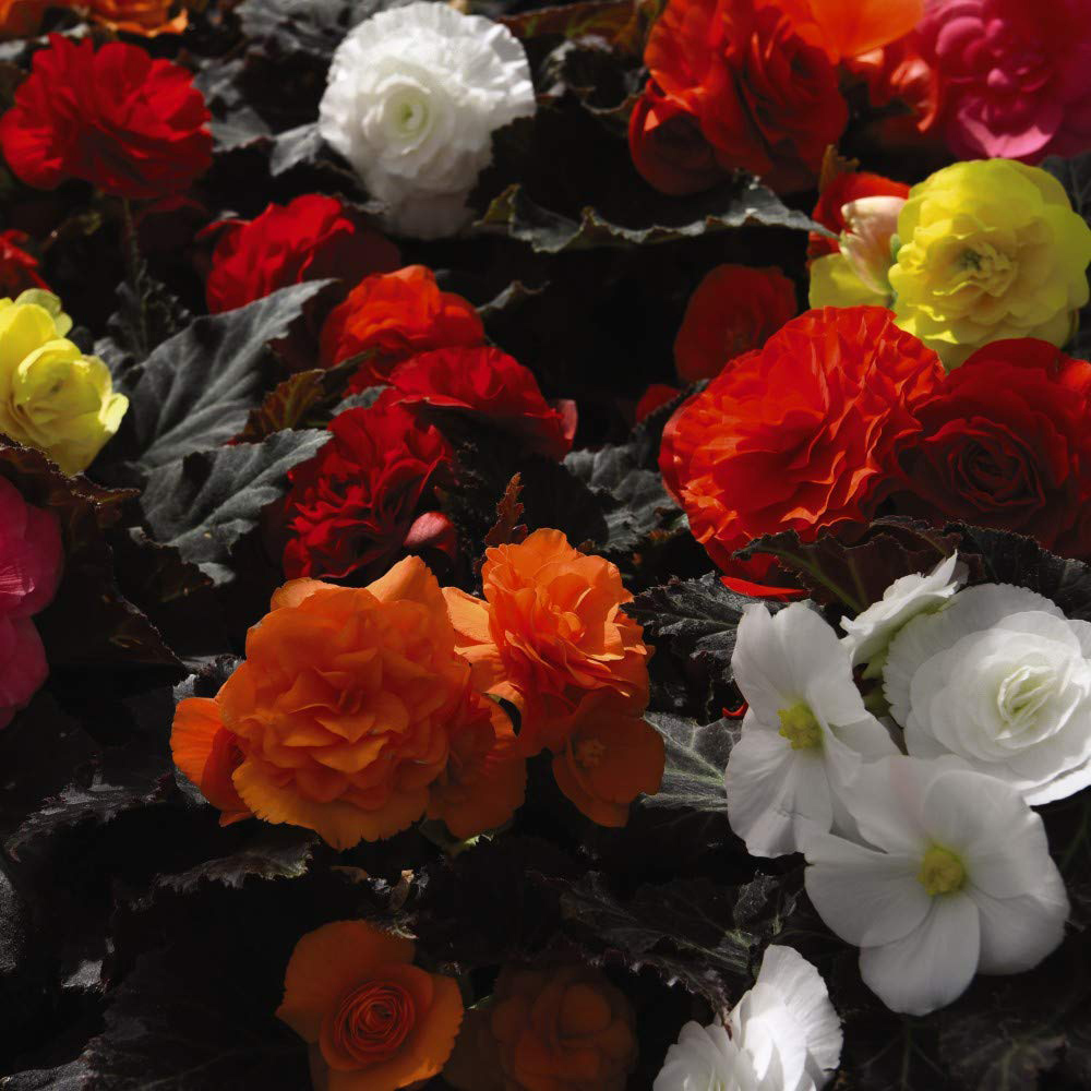 Thompson and Morgan Begonia Nonstop Mocca Mixed Garden Ready Plant 15 Pack Image 1