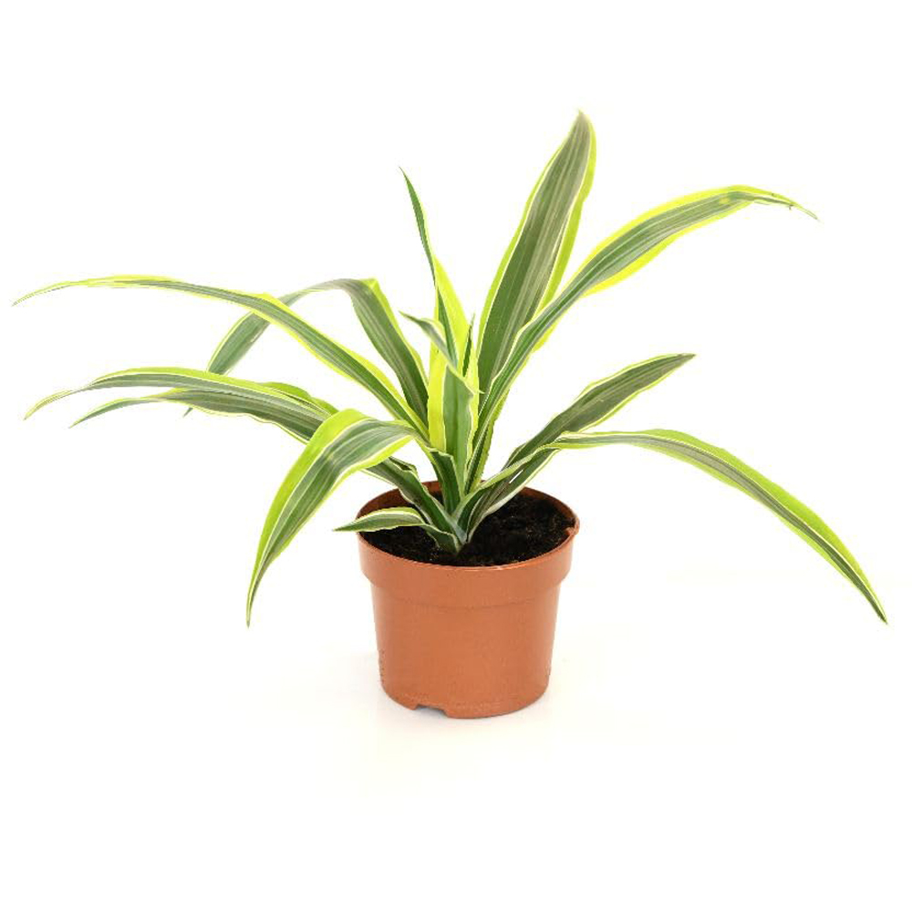 Thompson and Morgan Dracaena Dragon Tree Fragrans Lemon Lime Plant Pot 12cm 2 Pack Image 2
