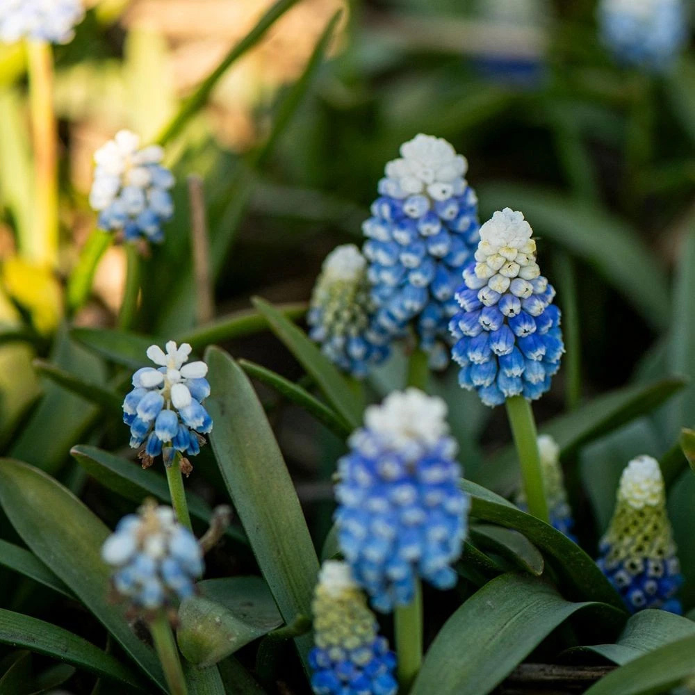 Thompson and Morgan Muscari Mountain Lady Autumn Planting Bulb 32 Pack Image 2
