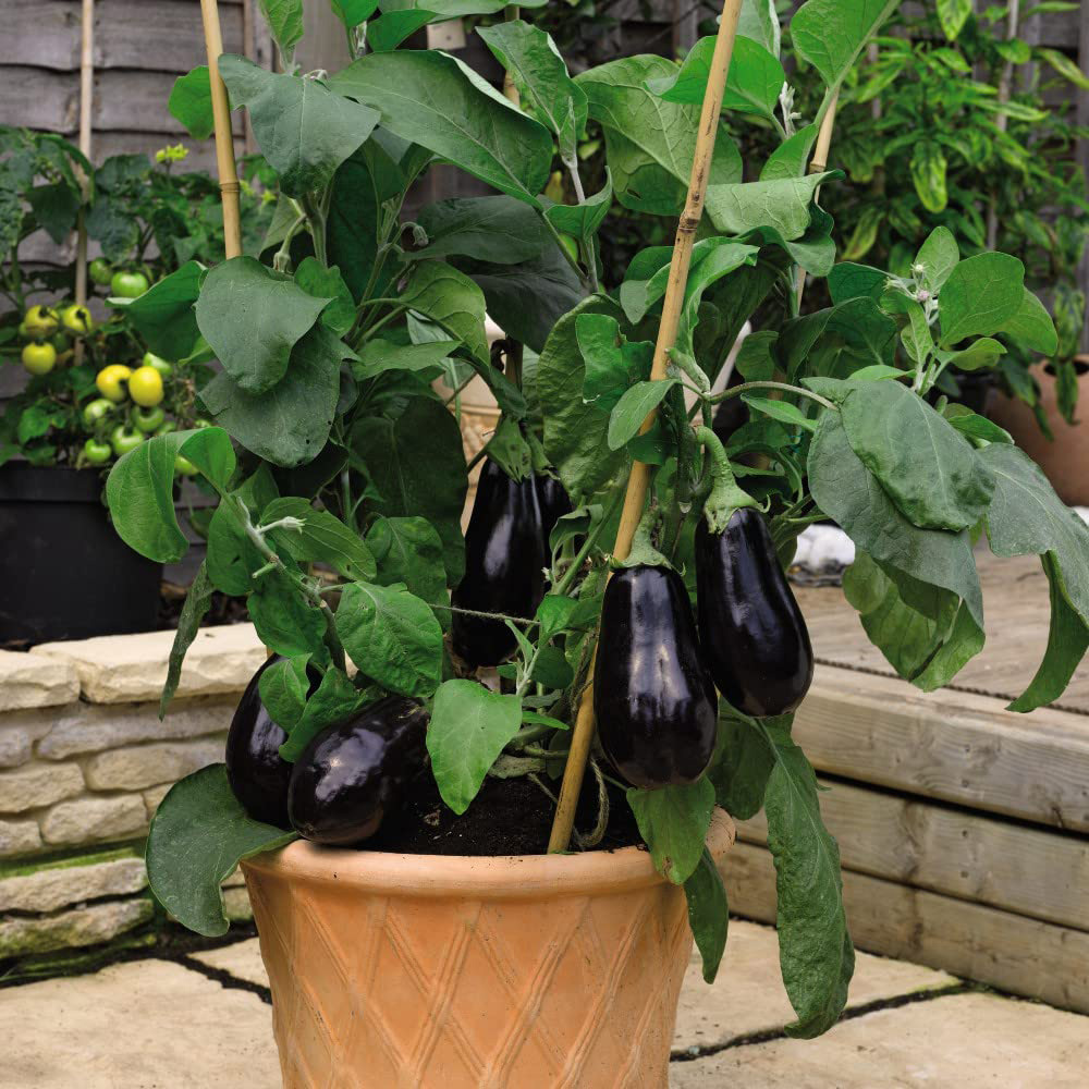Thompson & Morgan Grow Your Own Grafted Aubergine Scorpio Jumbo Plug Plant 3 Pack Image 2