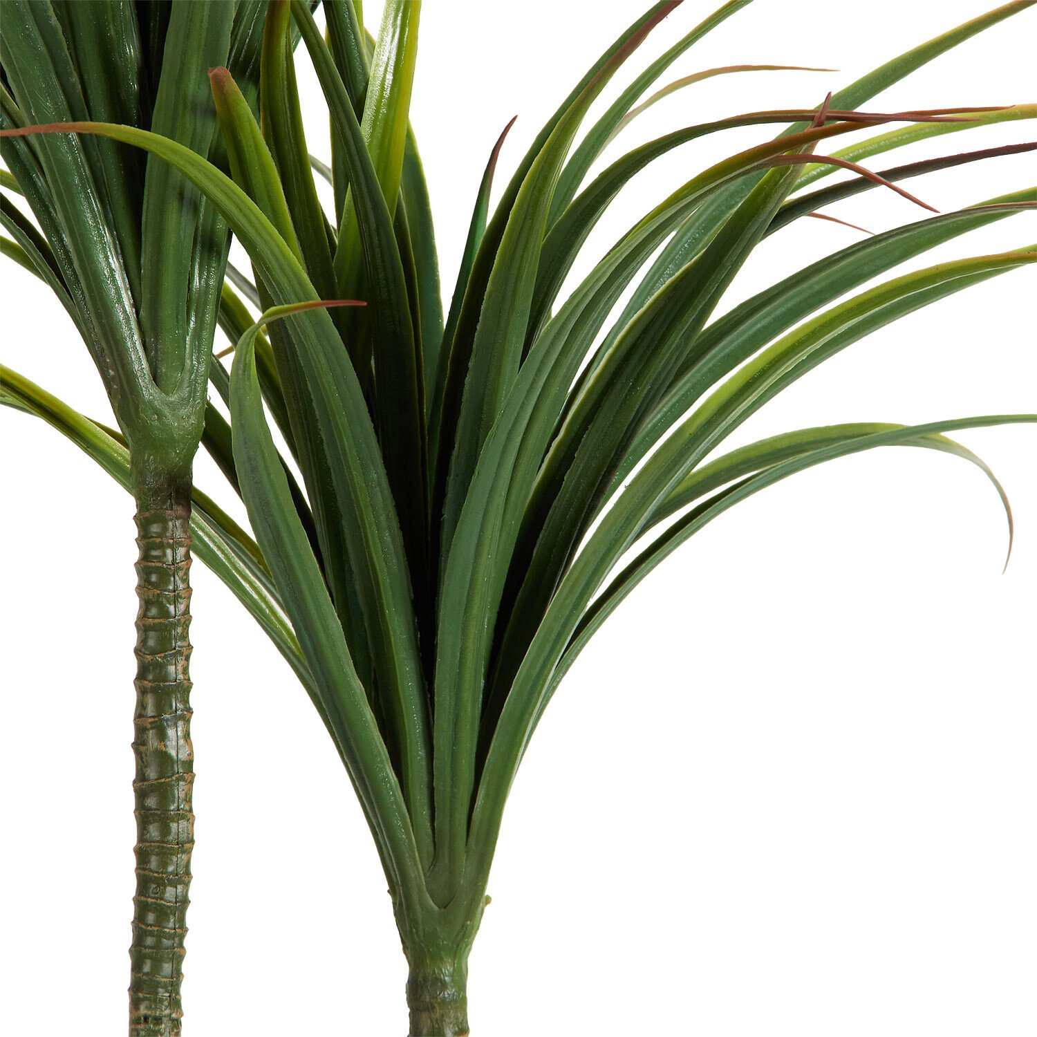 Dragon Tree in Ceramic Pot - Green and White Image 5