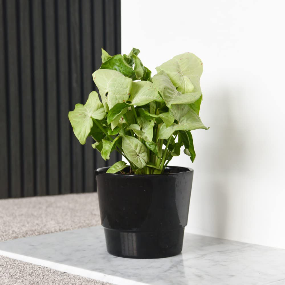 Thompson and Morgan Syngonium Confetti Plant in Pot 12cm Image 3