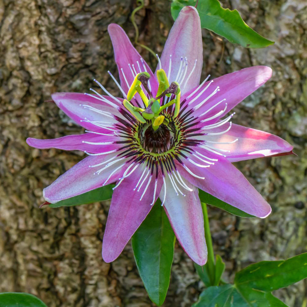 Thompson and Morgan Passiflora Passion Flower Tricolour Plant Pot 12cm 2 Pack Image 5