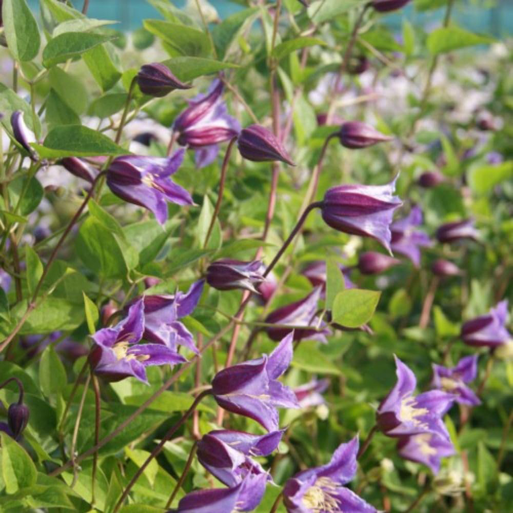 Thompson and Morgan Clematis Texensis Prince William Plant Pot 3L Image 2