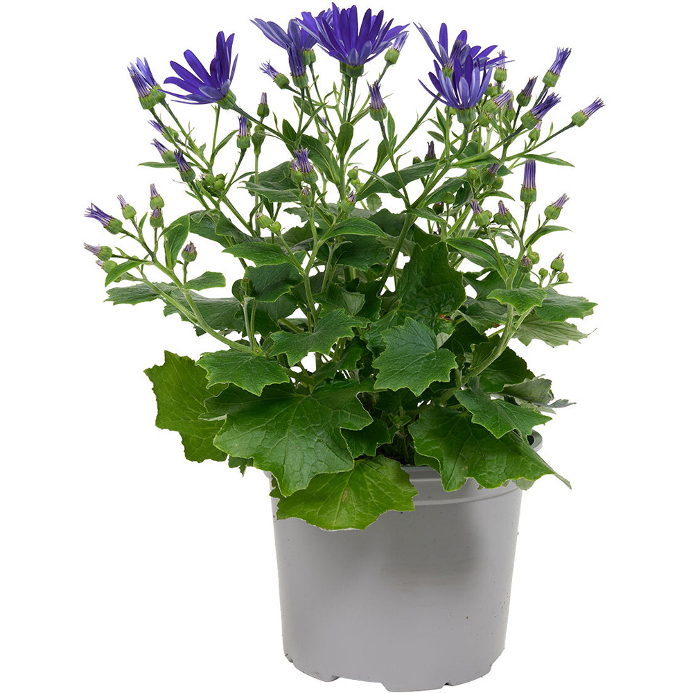 Senetti Plant Image 1