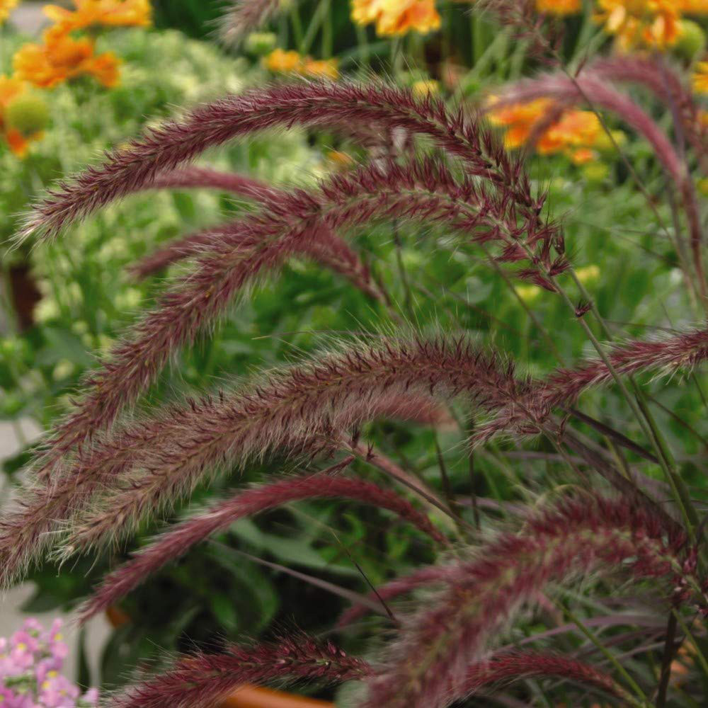 Thompson and Morgan Pennisetum Rubrum Potted Plant 9cm Image 3
