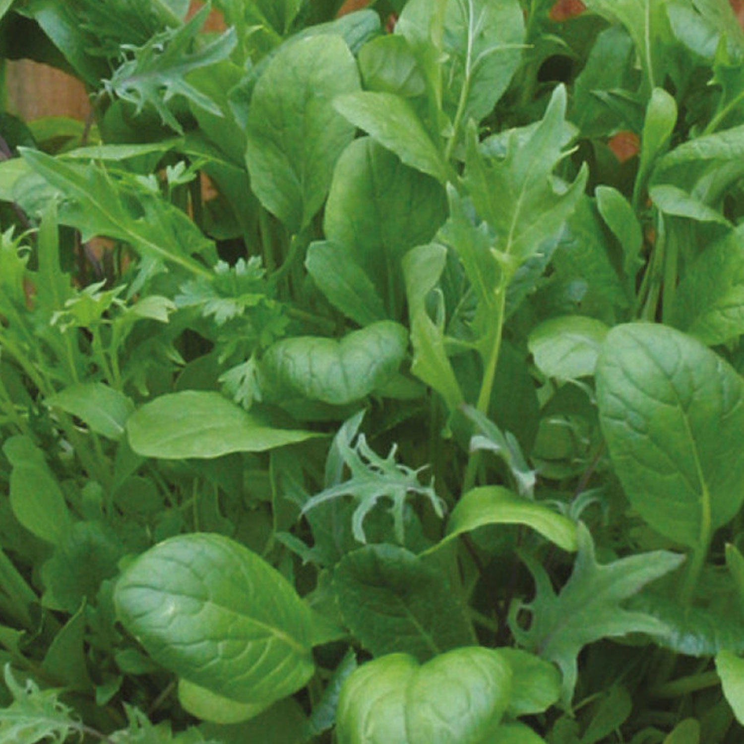 Johnsons Mild Salad Leaves Mixed Seeds Image 1