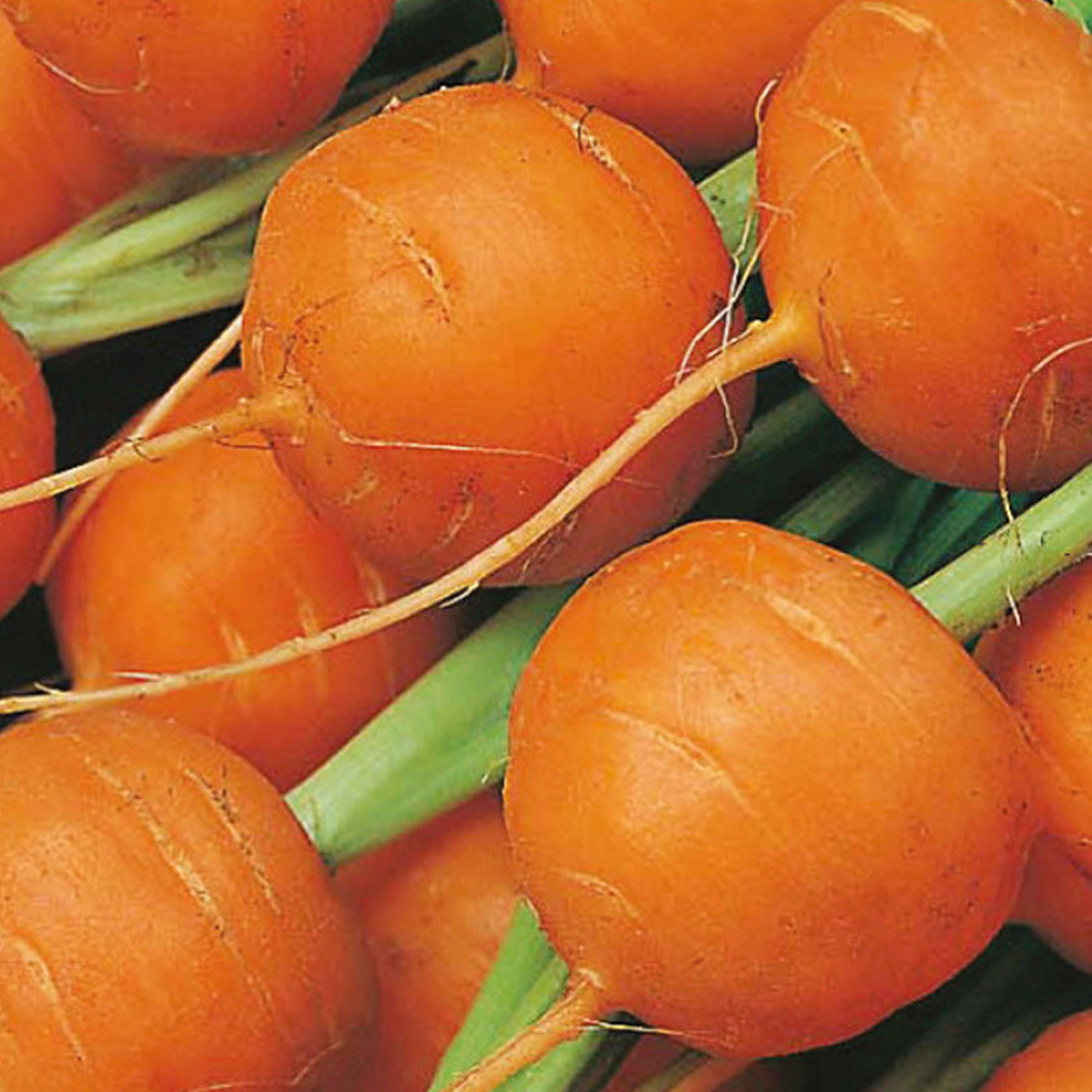 Johnsons Paris Market Carrot Seeds Image 1