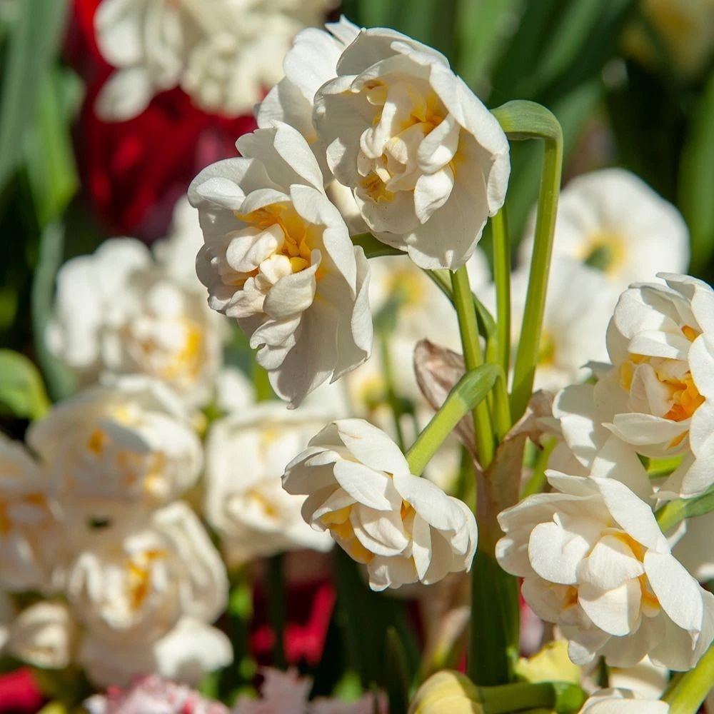 Thompson and Morgan Daffodil Erlicheer Planting Bulb 32 Pack Image 5