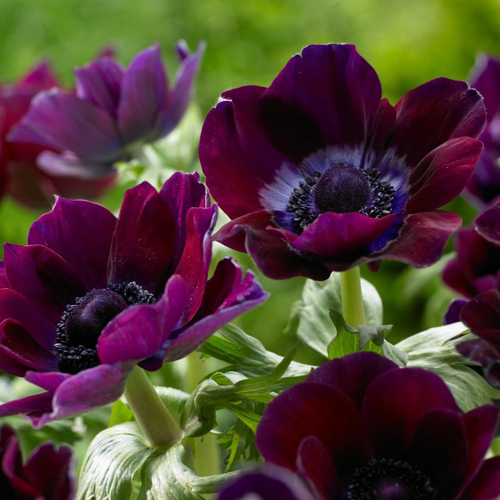 Thompson and Morgan Anemone Coronaria Meron Bordeaux Bulbs 20 Pack Image 1