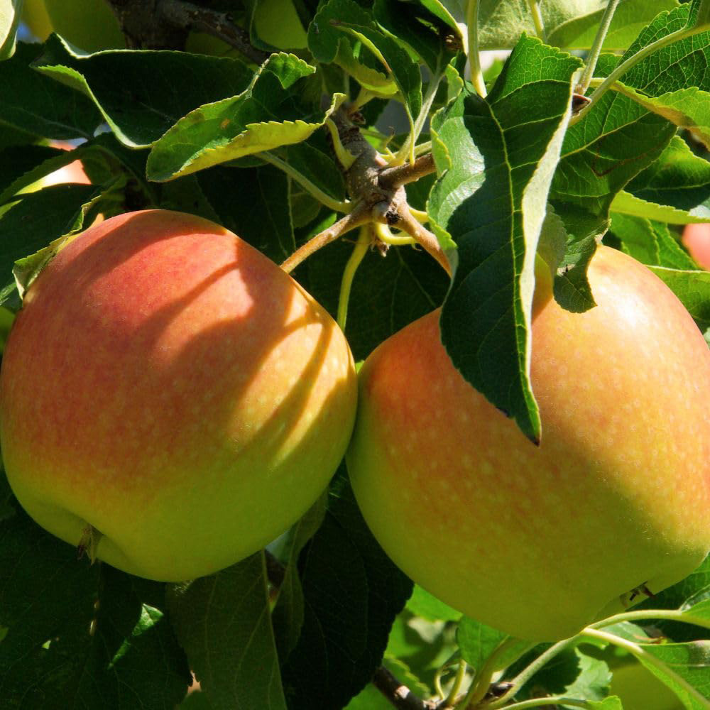 Thompson and Morgan Apple Malus Cox's Orange Pippin Low Stem Plant Pot 24cm 2 Pack Image 1