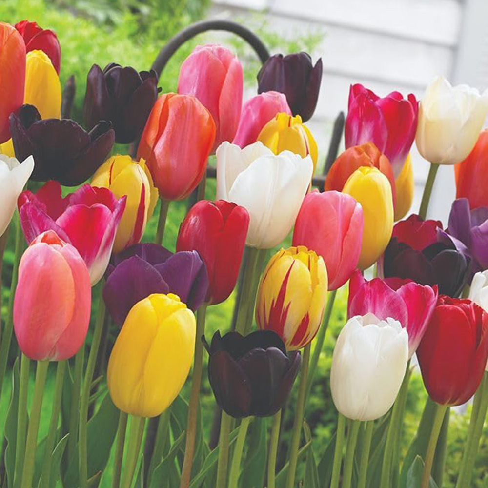 Thompson and Morgan Tulip Everlasting Mixed Planting Bulb 8 Pack Image 1