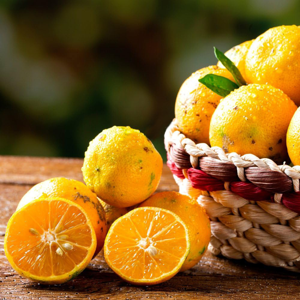 Thompson and Morgan Citrus Tree Lime Rangpur Plant Pot 5L Image 3