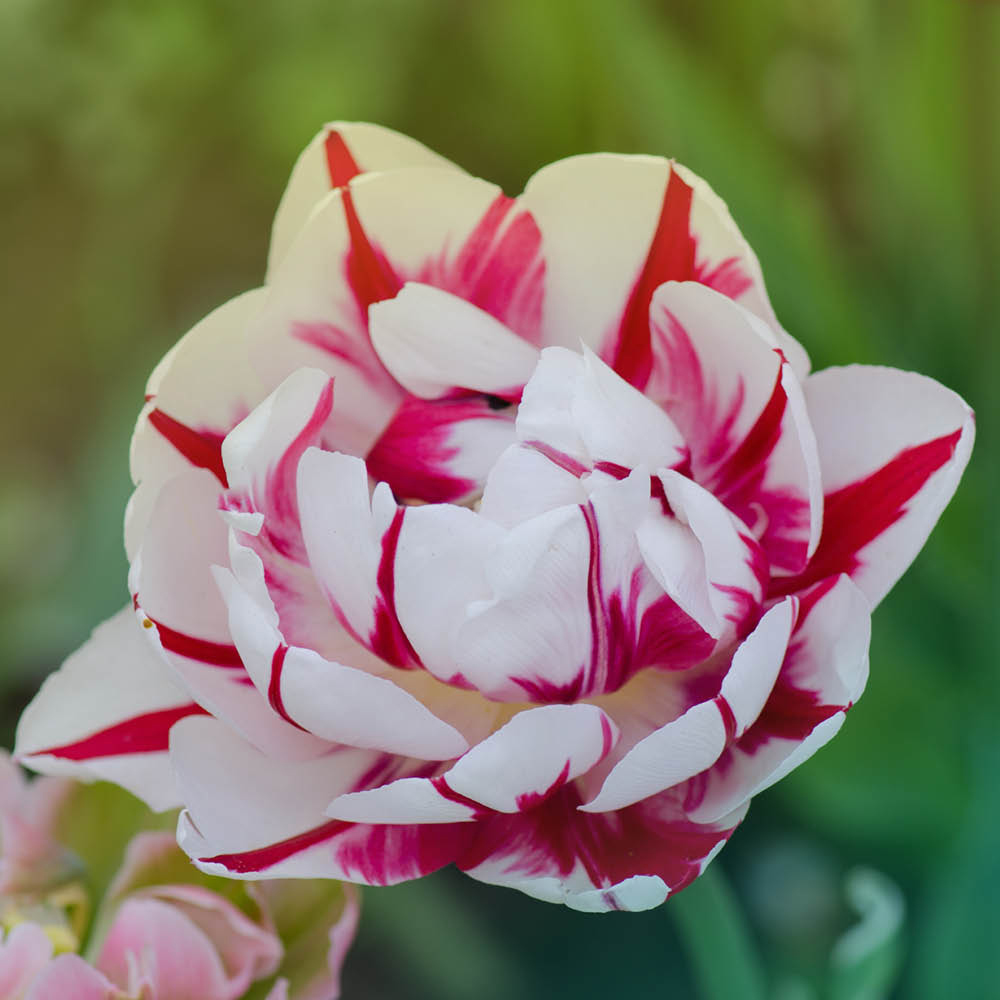 YouGarden Carnaval de Nice Tulip Planting Bulb 20 Pack Image 2