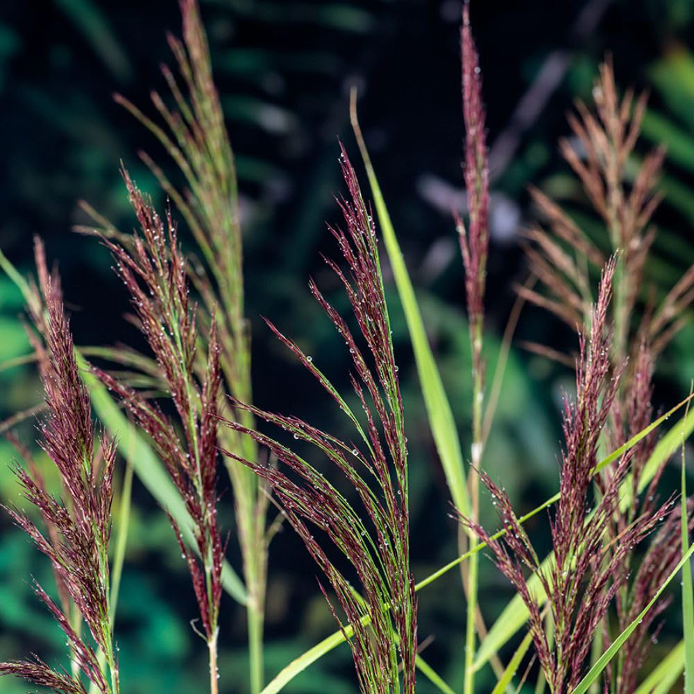 Thompson and Morgan Phragmites Australis Plant Pot 9cm 2 Pack Image 1