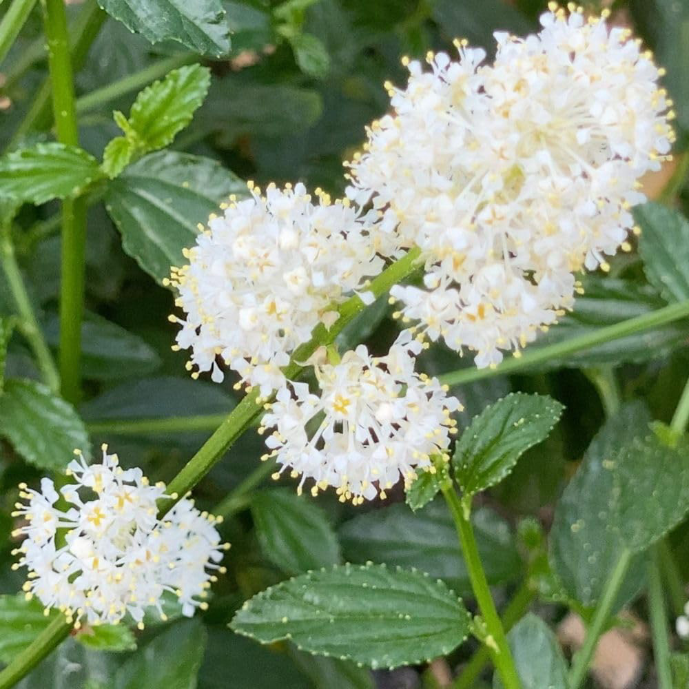 Thompson and Morgan Ceanothus Thyrsiflorus Millerton Point Plant Pot 10L Image 1
