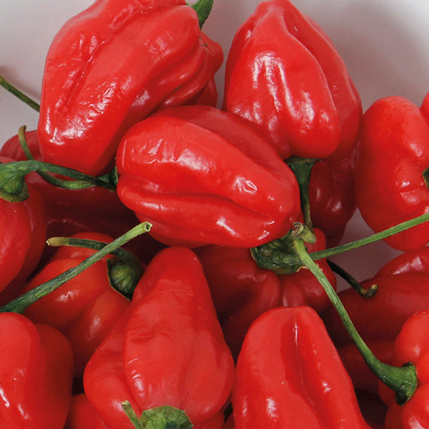 Johnsons Bhut Jolokia Hot Pepper Seeds Image 1