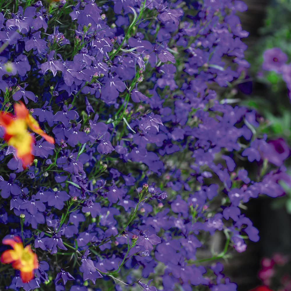 Thompson & Morgan Lobelia Monsoon Seed Packet Image