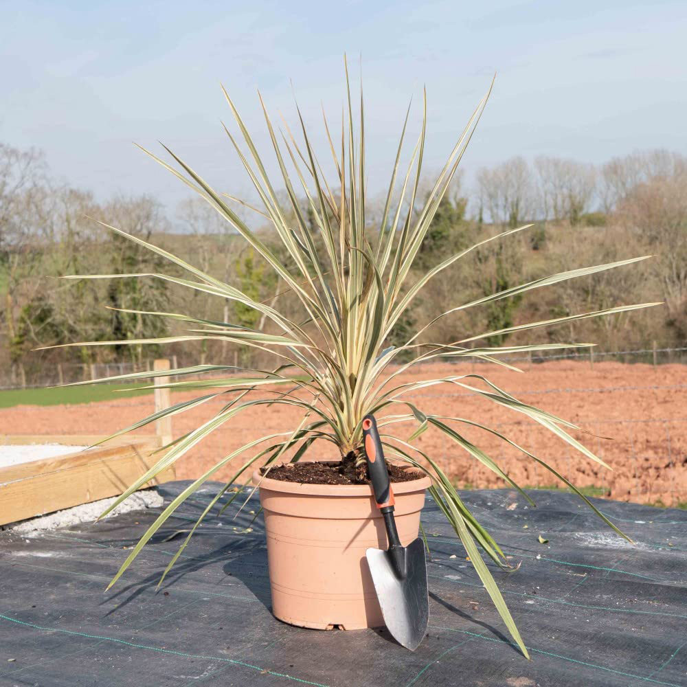 Thompson and Morgan Cordyline Torbay Dazzler Potted Plant 9cm 3 Pack Image 2