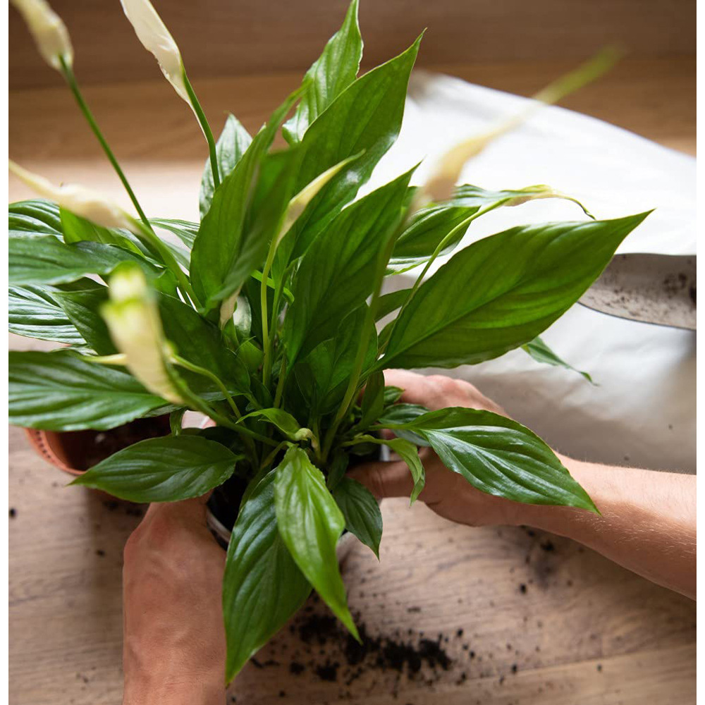 Thompson & Morgan Incredicompost Houseplant Peat Free Bag 25L Image 3