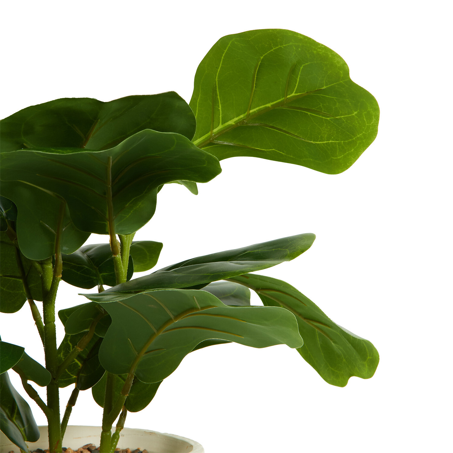 Fiddle Plant in Ceramic Pot - Green Image 5