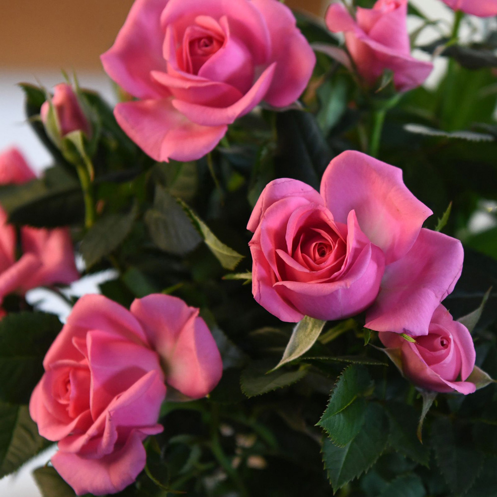 Thompson and Morgan Christmas Gift Scented Rose Deep Pink Plant in Zinc Pot 10.5cm 4 Pack Image 5