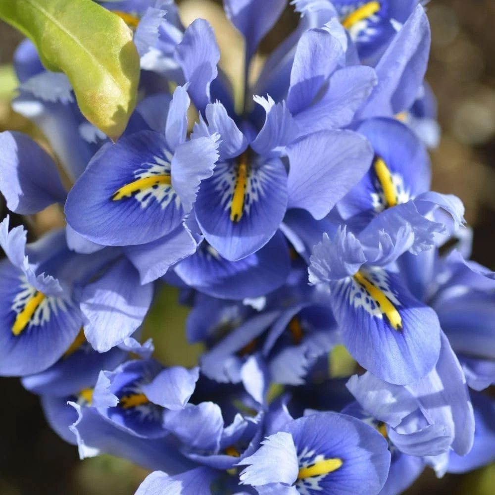 Thompson and Morgan Iris Reticulata Alida Autumn Planting Bulb 80 Pack Image 1
