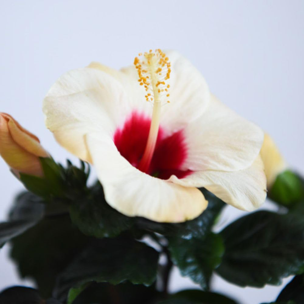 Thompson and Morgan Christmas Gift Hibiscus Adonicus Pearl Plant Pot 13cm Image 7