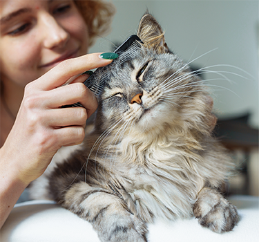 Cat Grooming