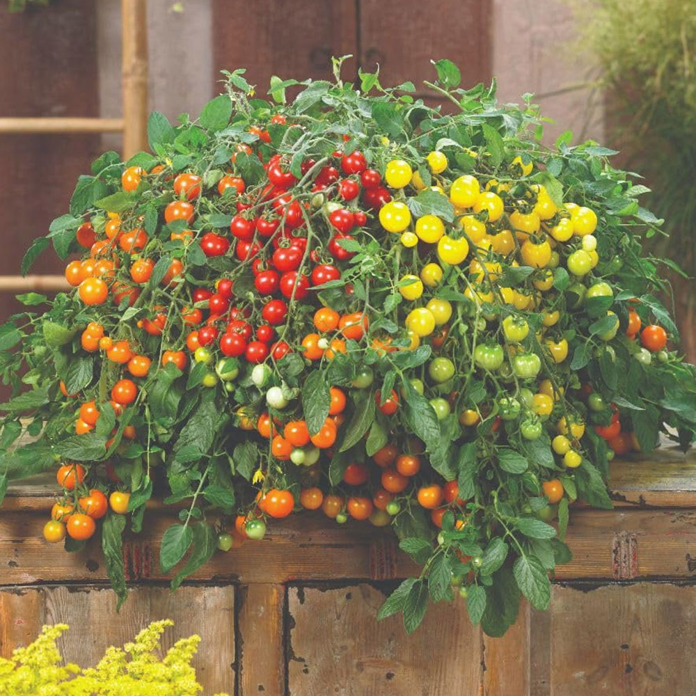 Thompson and Morgan Tomato Rainbow Drops Donna Trio F1 Seed Packet Image 1