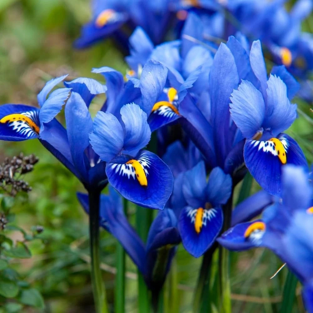 Thompson and Morgan Iris Harmony Autumn Planting Bulb 160 Pack Image 4
