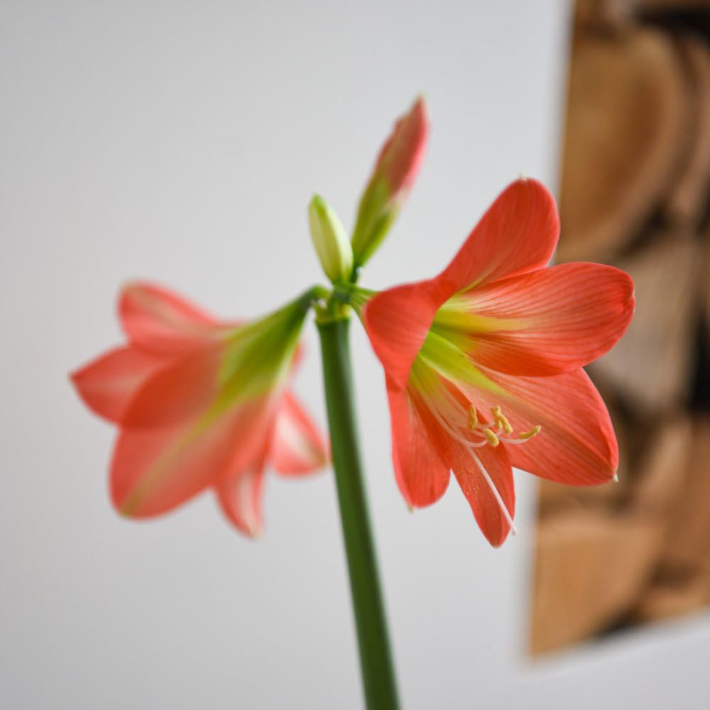 Thompson and Morgan Christmas Gift Amaryllis Hippeastrum Colibri Rascal Plant Pot 10cm 2 Pack Image 3