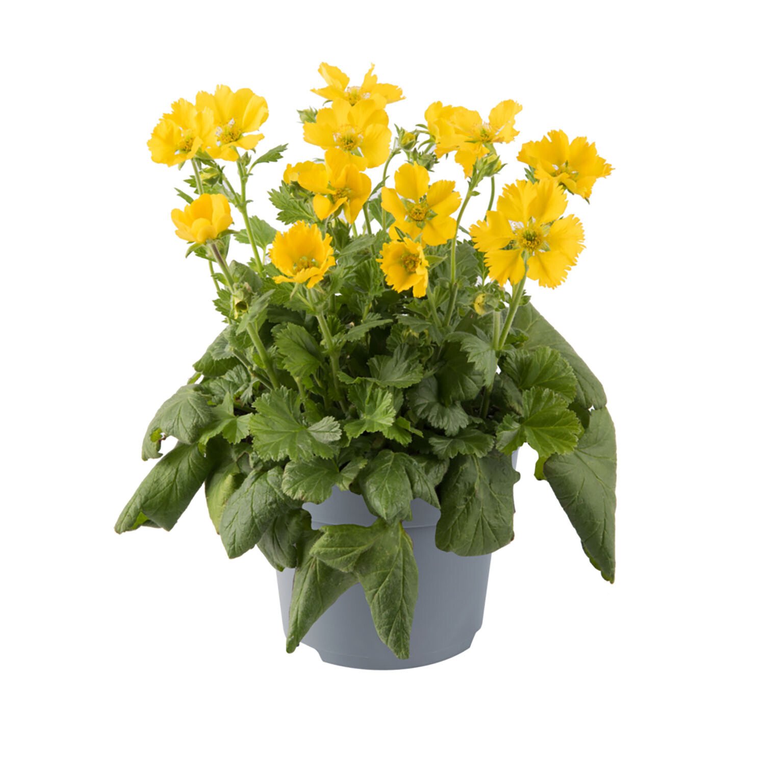 Perennial Geum Coccineum 13cm - Yellow Image