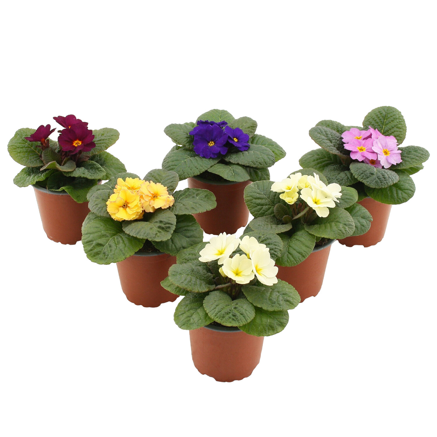 Primula Specials Obsidian - Dark Purple Image