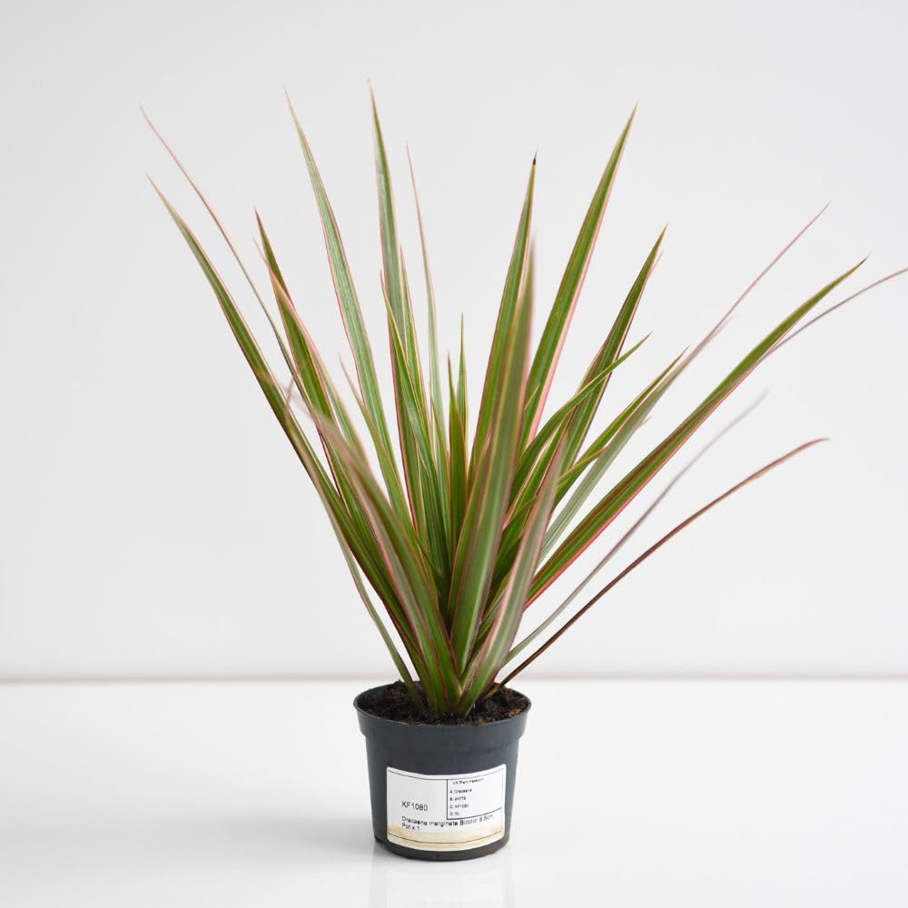 Thompson and Morgan Dracaena Marginata Bicolour Plant Pot 8.5cm 2 Pack Image 2