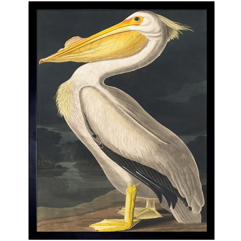 Wee Blue Coo Vintage John James Audubon Pelican Bird Framed Wall Art Print 30 x 41cm Image 1