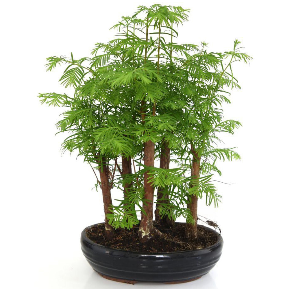 Thompson & Morgan Bonsai Metasequoia Forest Potted Plant Image 2